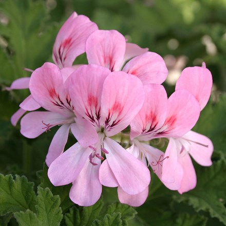 Pelargonium Sweet Mimosa