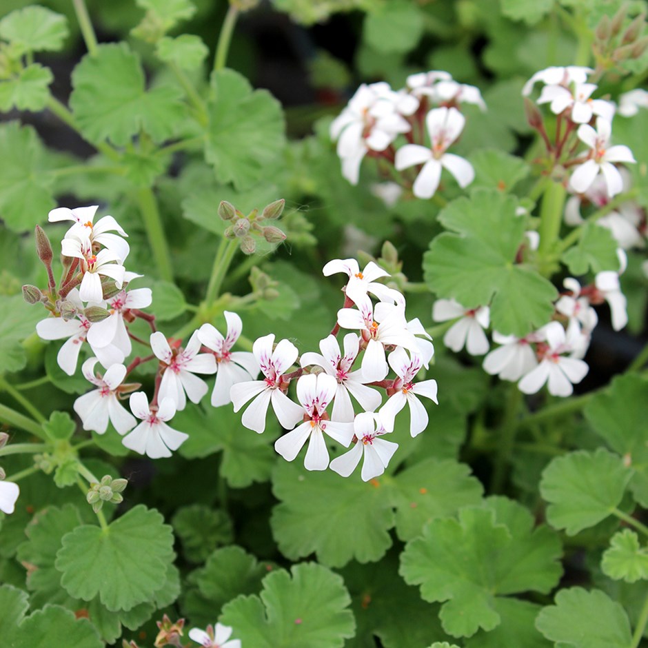 Pelargonium Fragrans | Pelargonium