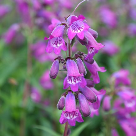 Penstemon Sour Grapes M. Fish