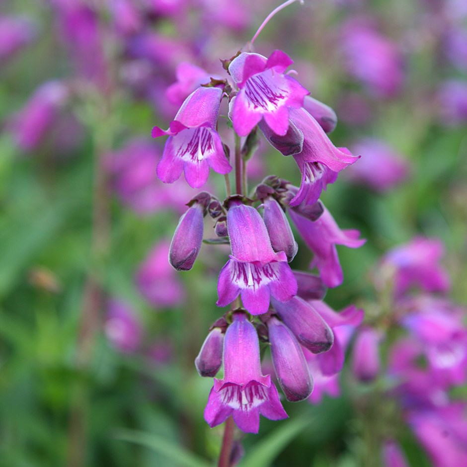 Penstemon Sour Grapes M. Fish | Beard Tongue