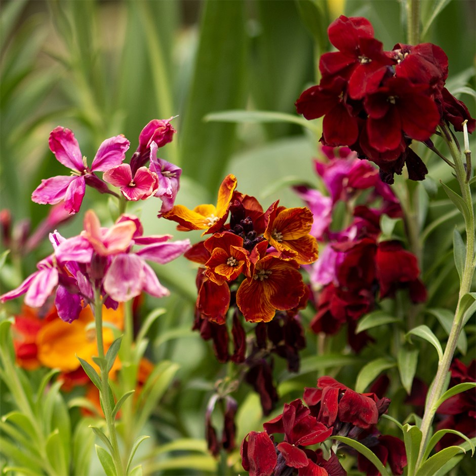 Persian Wallflower Collection