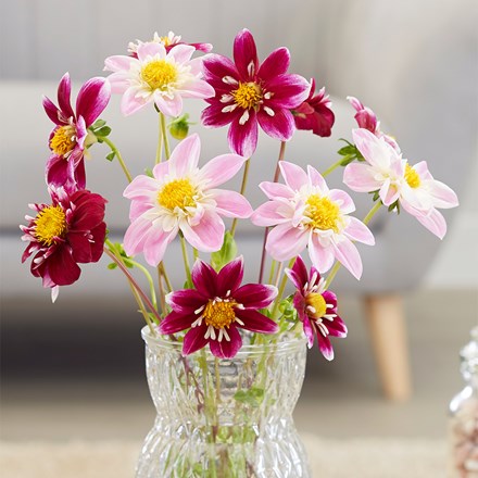 Pink And Red Bee And Butterfly Dahlia Collection