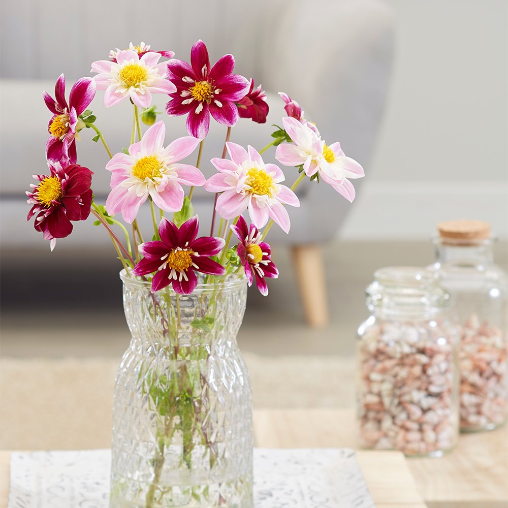 Pink And Red Bee And Butterfly Dahlia Collection
