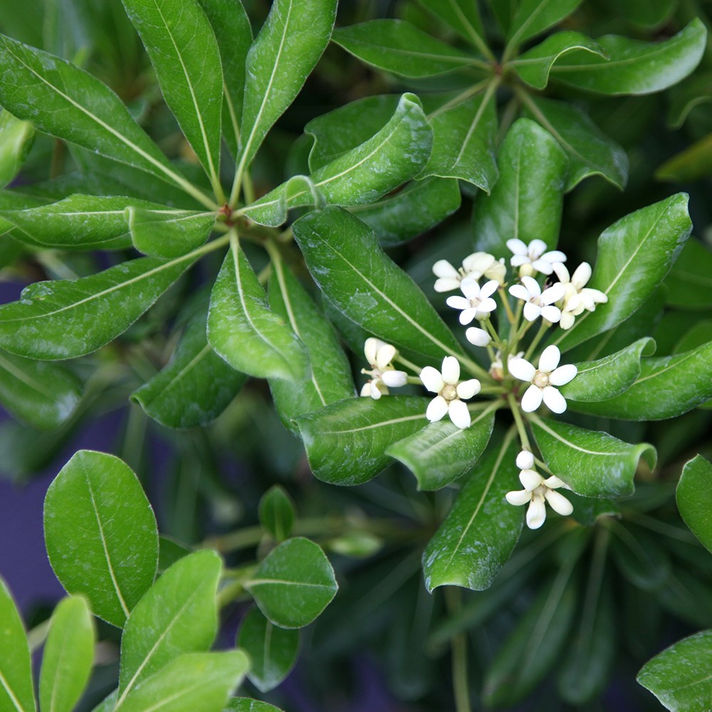 Pittosporum Tobira | Australian Laurel