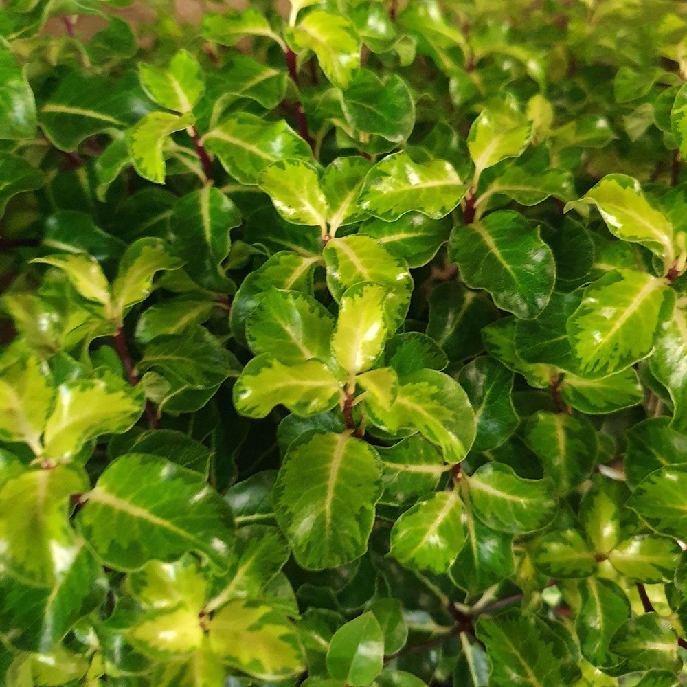 Pittosporum Tenuifolium Gold Star | Kohehu
