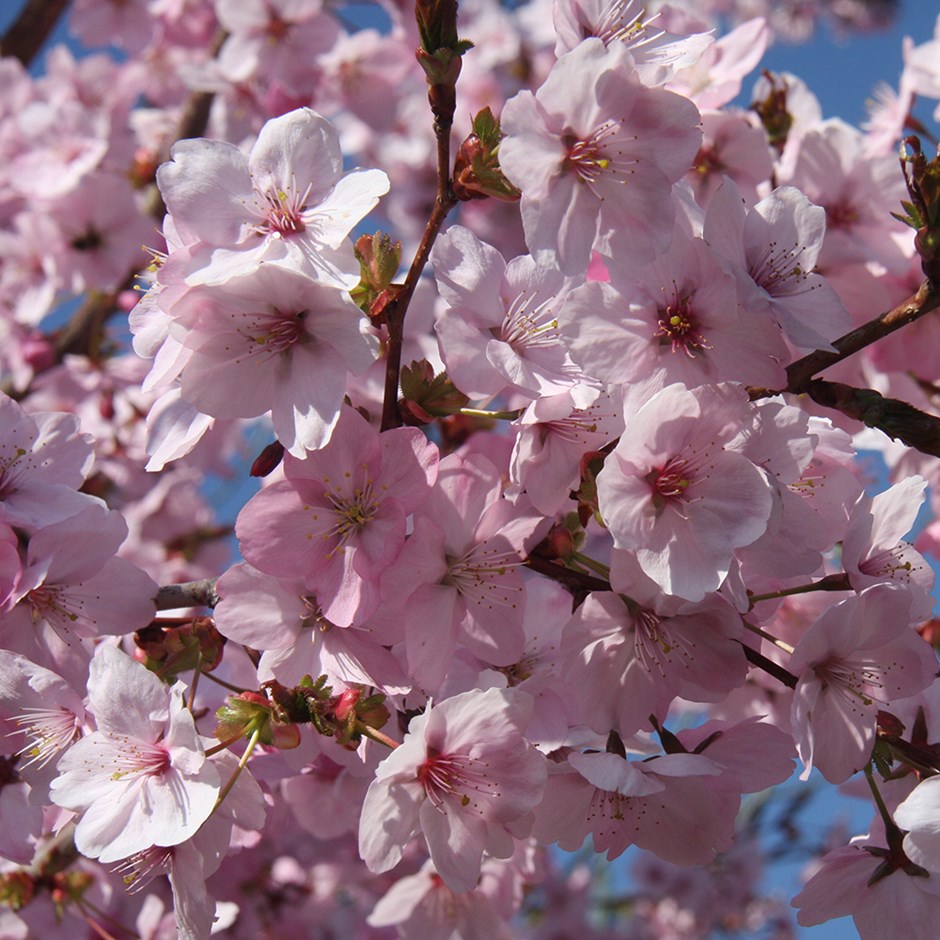 <i>Prunus</i> 'Jacqueline'