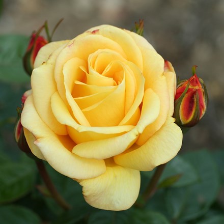 Rosa Climbing Arthur Bell | Climbing Rose