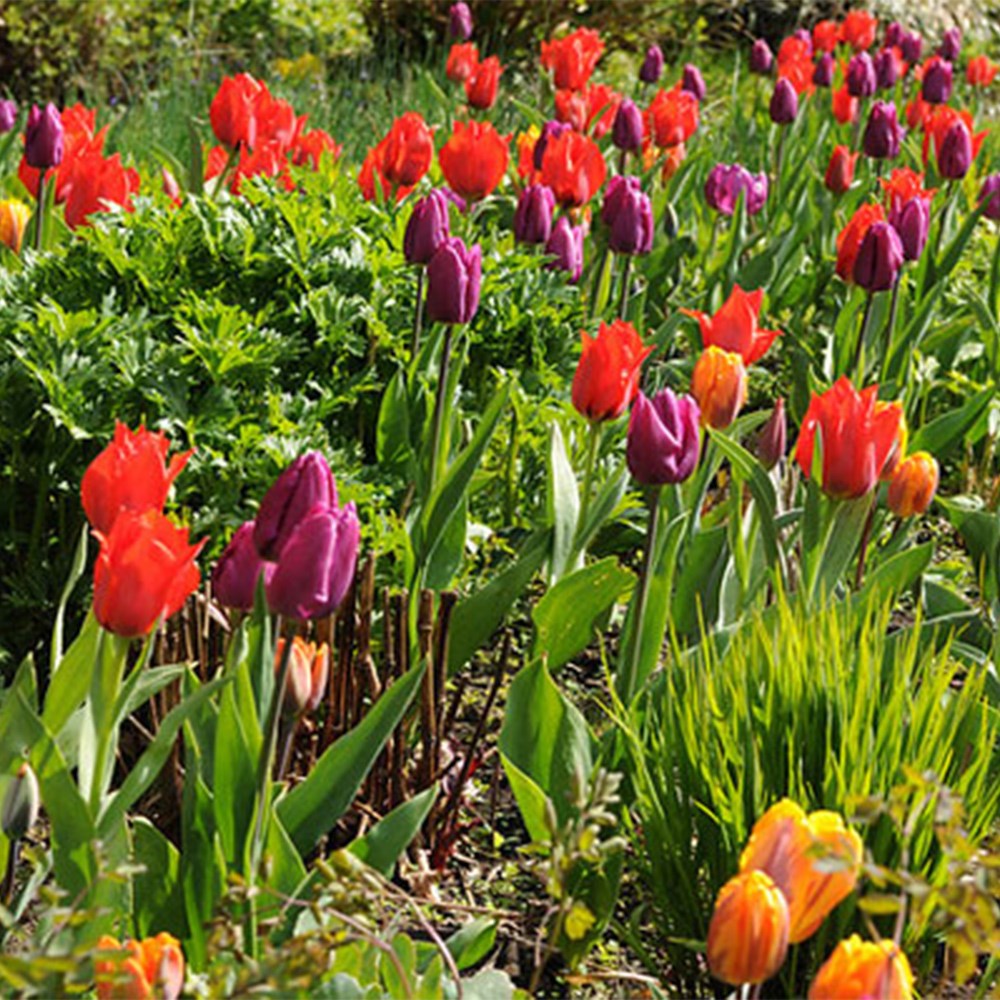 Royal Tulip Collection