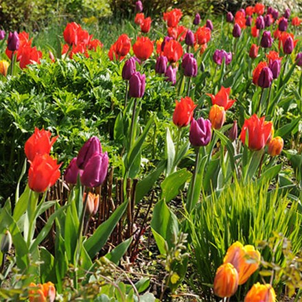 Royal Tulip Collection