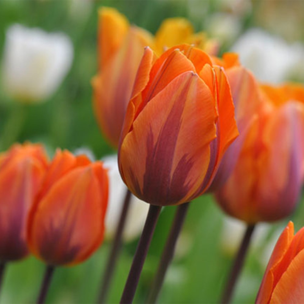 Royal Tulip Collection