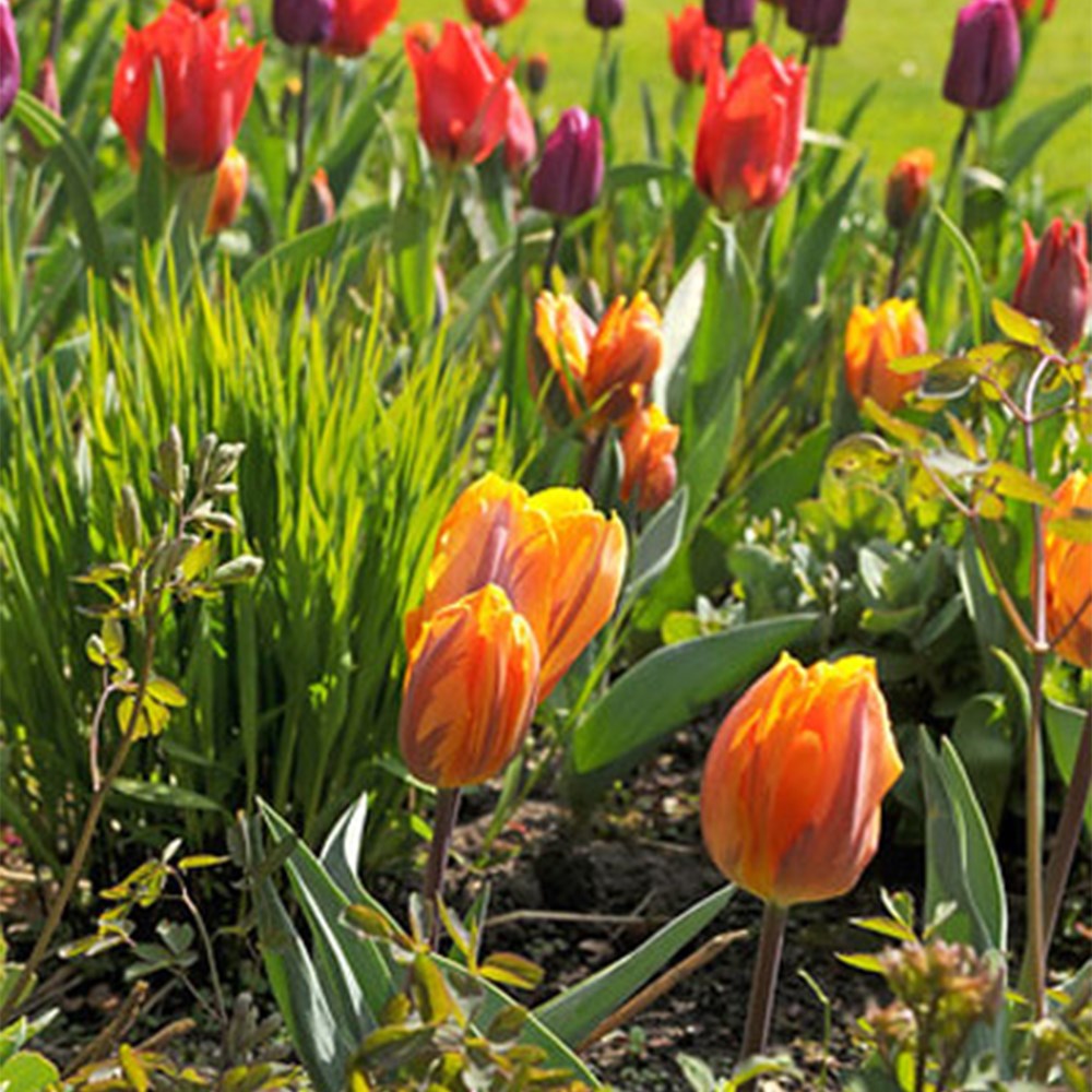 Royal Tulip Collection