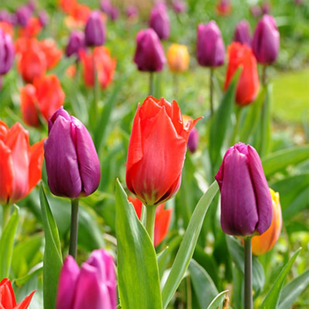Royal Tulip Collection