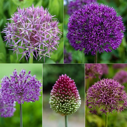 Shades Of Purple Allium Collection