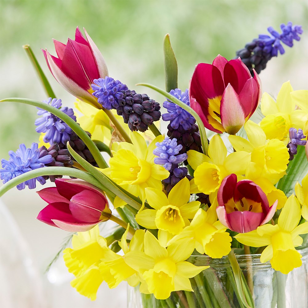 Spring Bouquet Bulb Collection