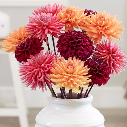Strawberry Marmalade Dahlia Collection