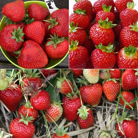 Summer And Autumn Fruiting Strawberry Collection