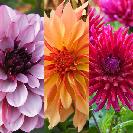Summer Nights Dahlia Collection