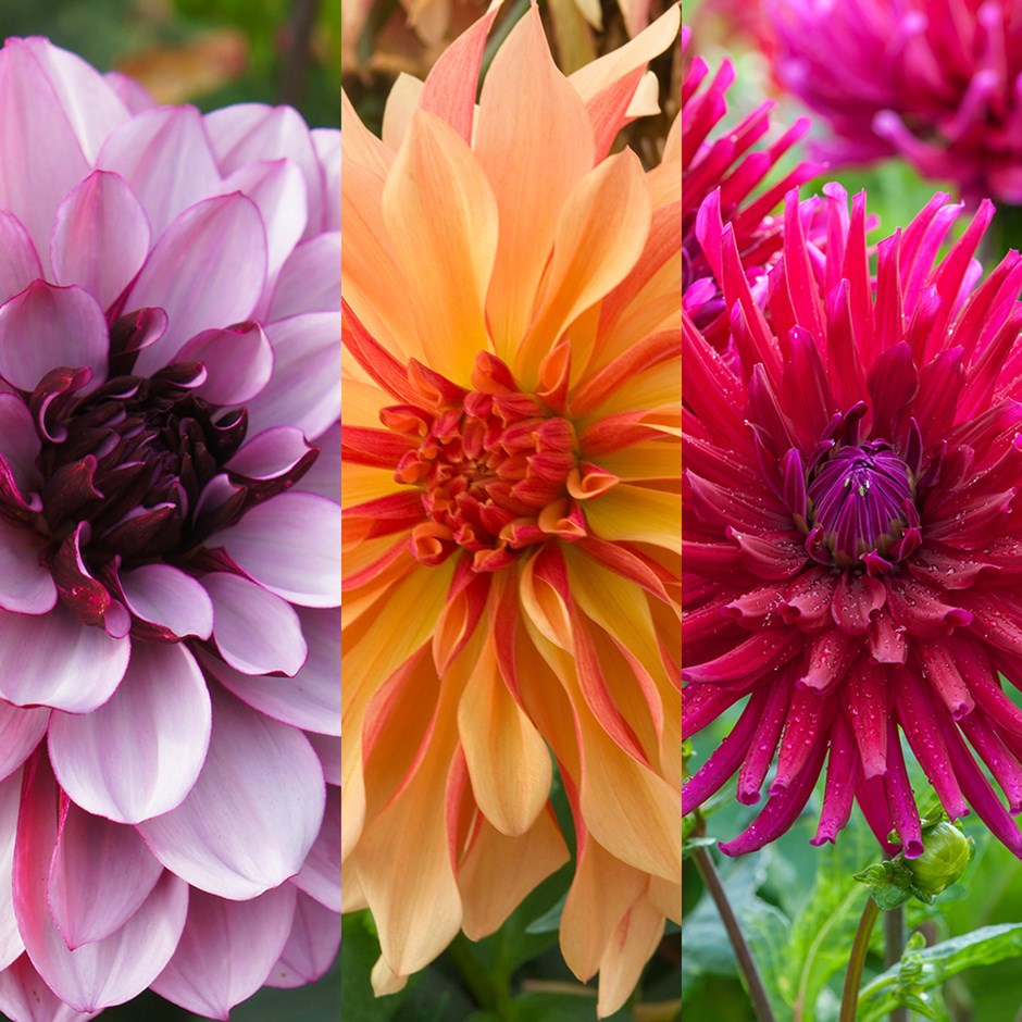 Summer Nights Dahlia Collection