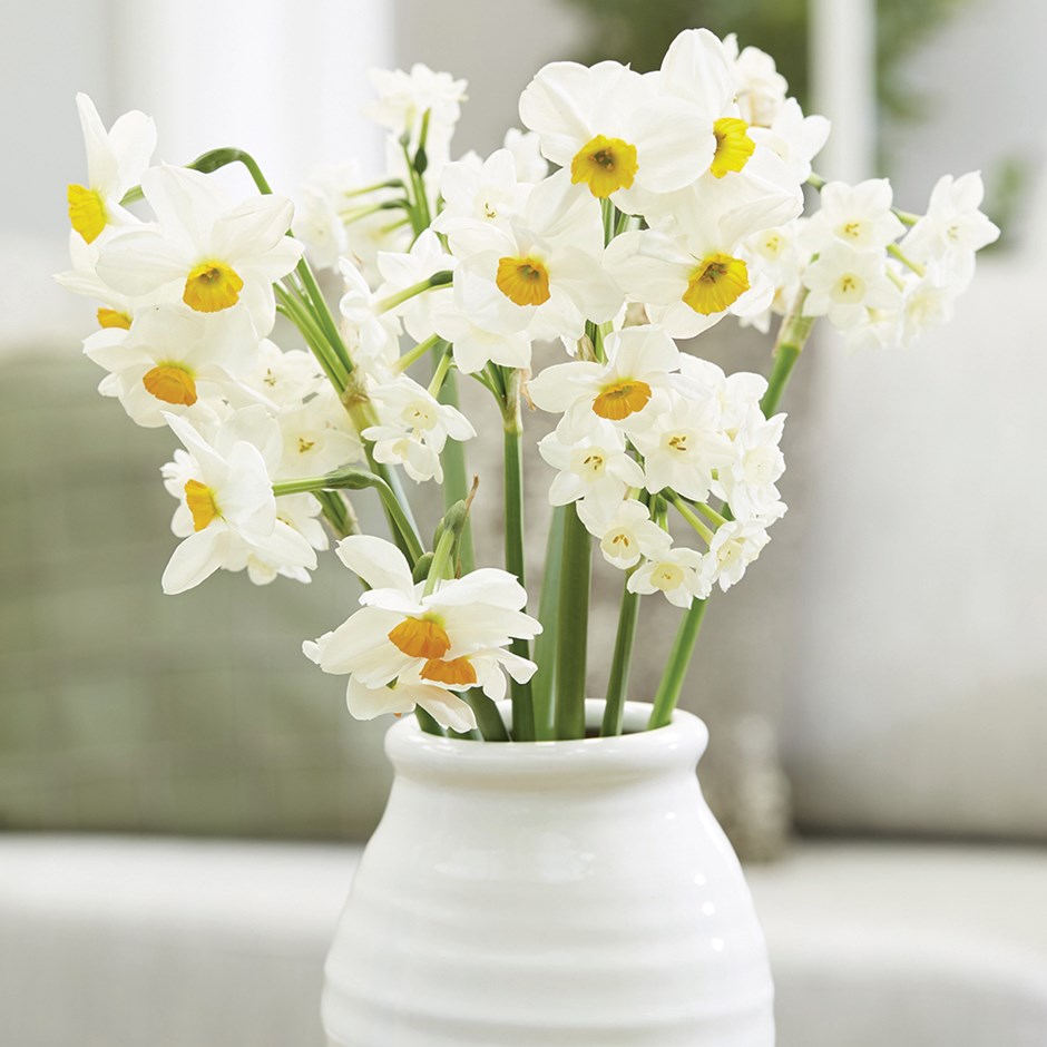 Sweet And Fragrant Daffodil Collection