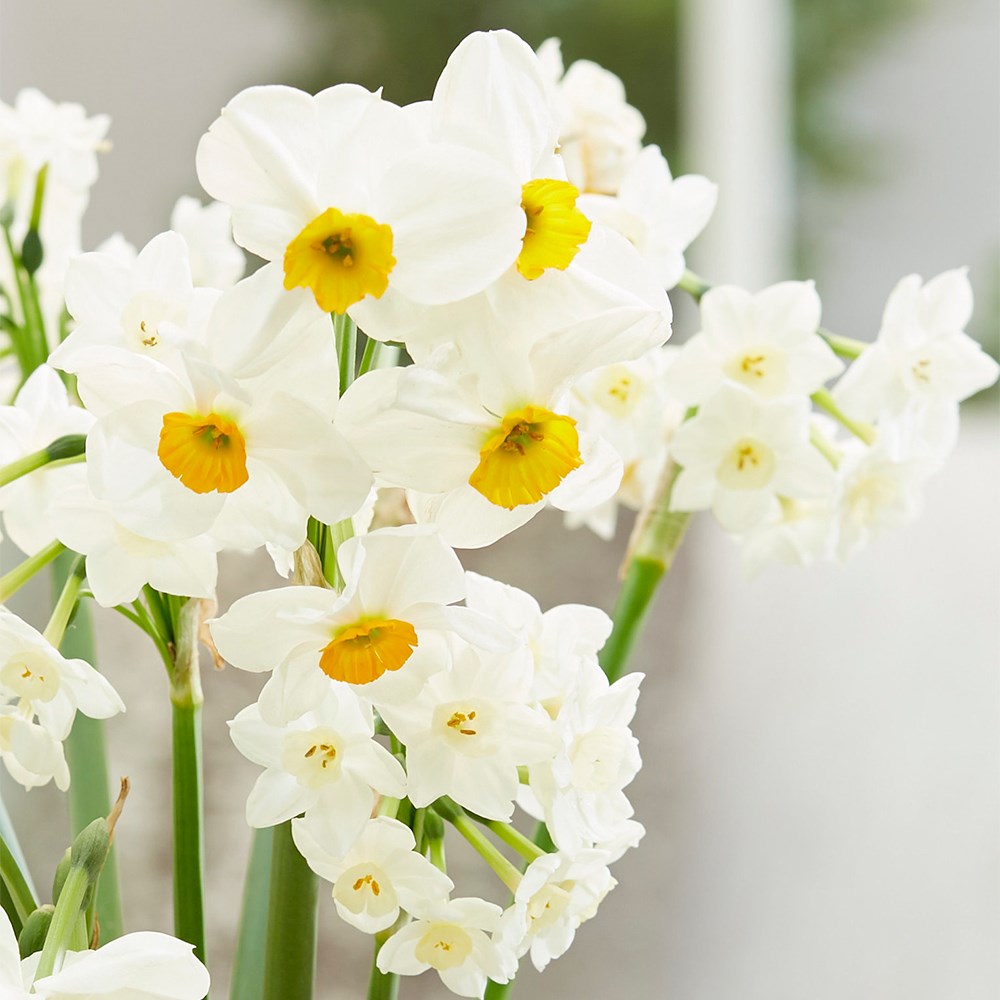 Sweet And Fragrant Daffodil Collection