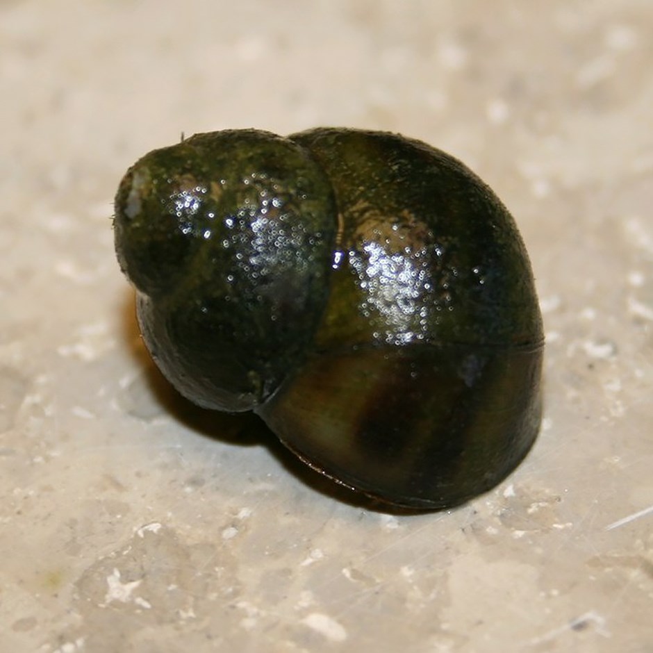 Trapdoor Snails