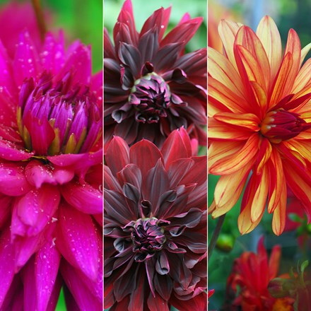 Vibrant Dahlia Collection