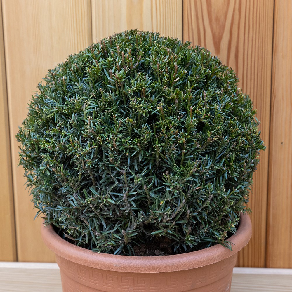 Taxus Baccata Ball | English Yew