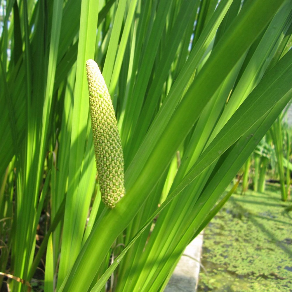 Acorus Calamus | Sweet Flag