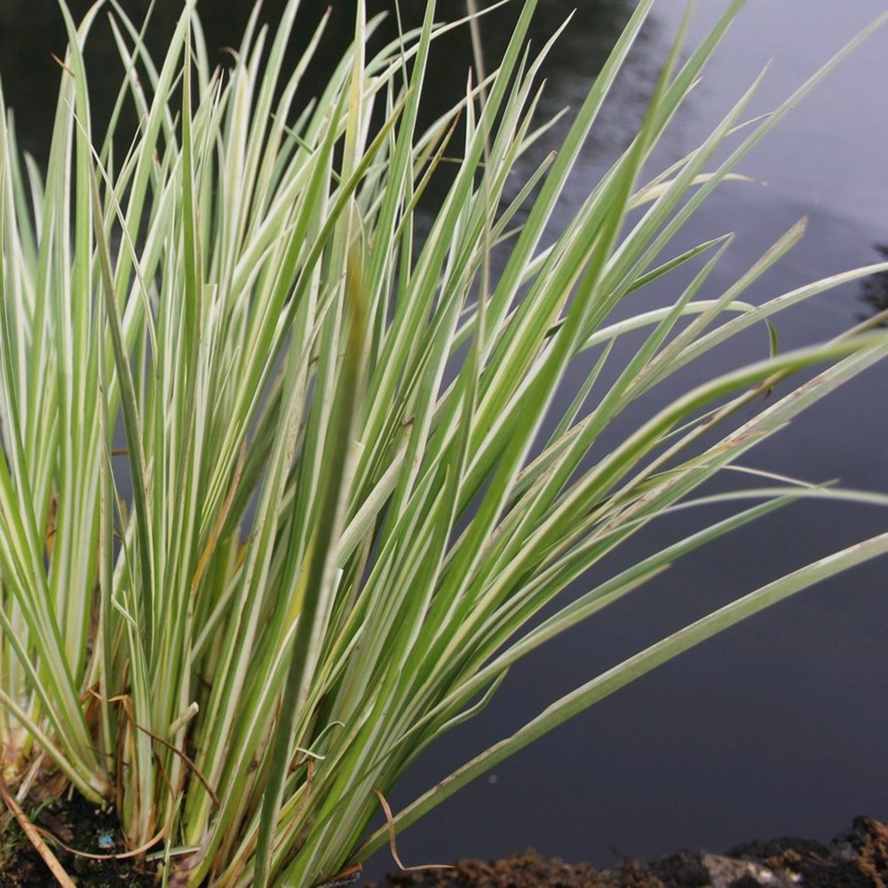 Acorus Gramineus Variegatus | Variegated Slender Sweet Flag