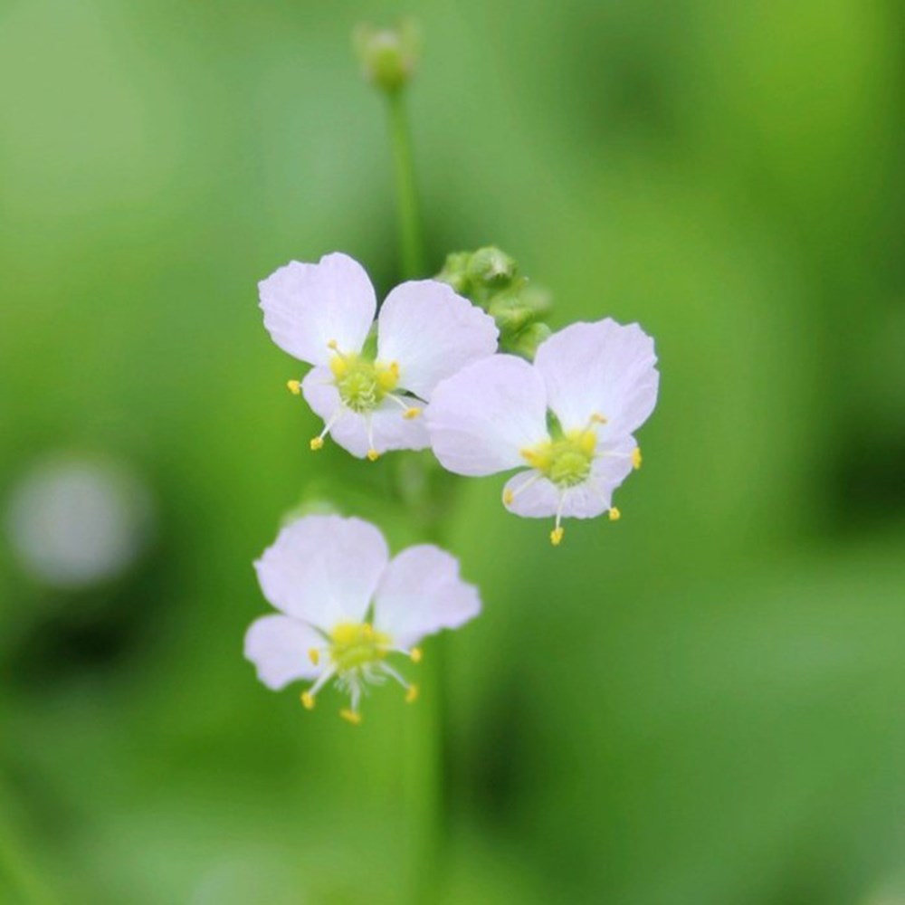 Alisma Plantago-Aquatica | Water Plantain Syn. Alisma Plantago Aquaticum