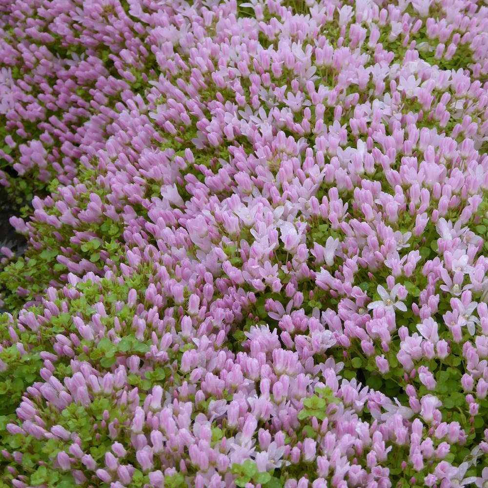 Anagallis Tenella | Bog Pimpernel