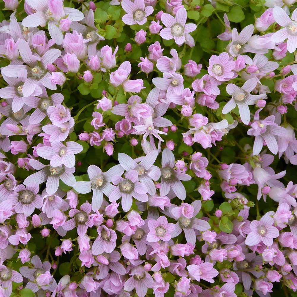 Anagallis Tenella | Bog Pimpernel