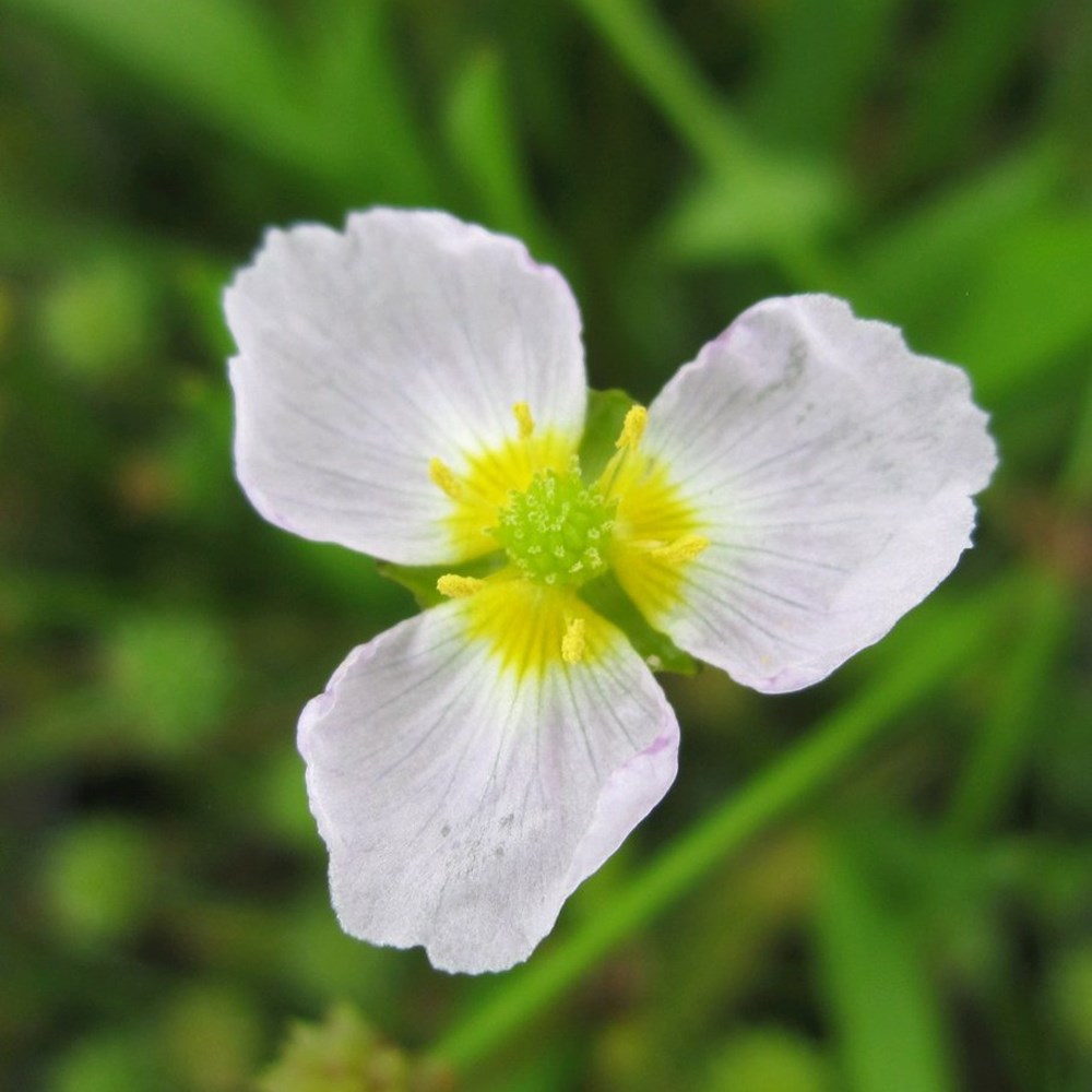 Baldellia Ranunculoides | Lesser Water Plantain