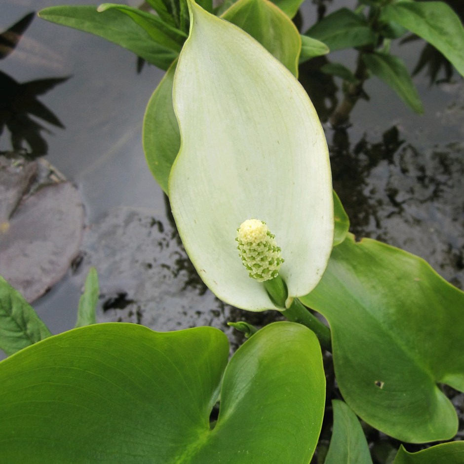 Calla Palustris | Water Arum