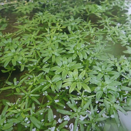 Callitriche Stagnalis | Common Water Starwort