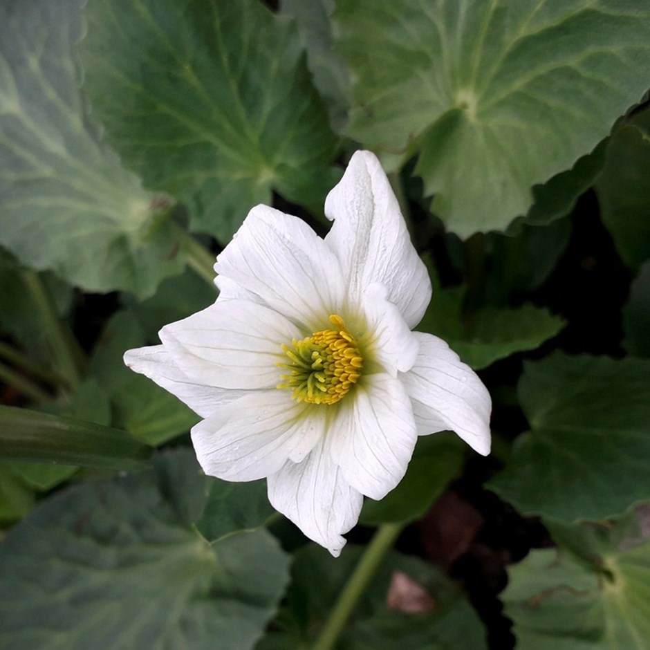 Caltha Leptosepala | White-Flowered Marsh Marigold