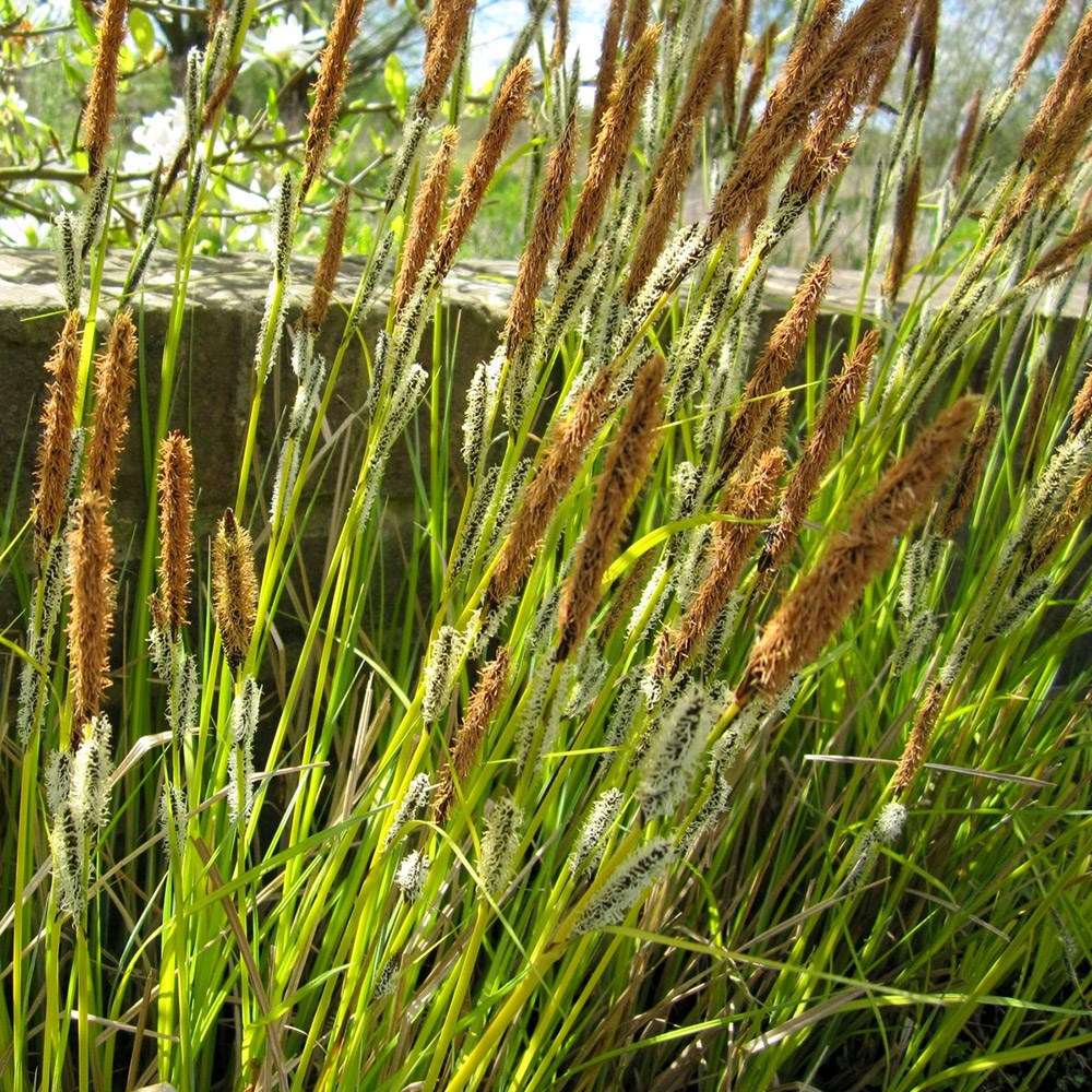 Carex Acuta | Slender Spiked Sedge