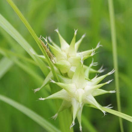 Carex Grayi | Mace Sedge