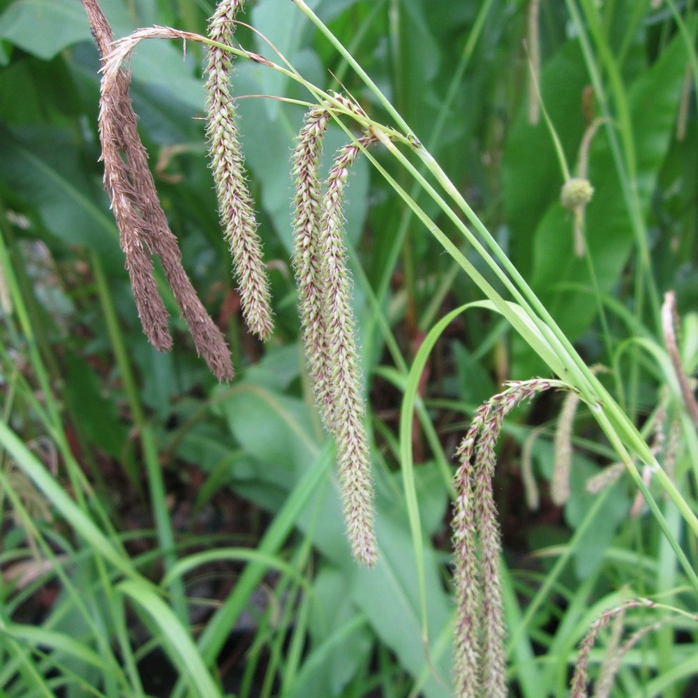 Carex Pendula | Pendulous Sedge