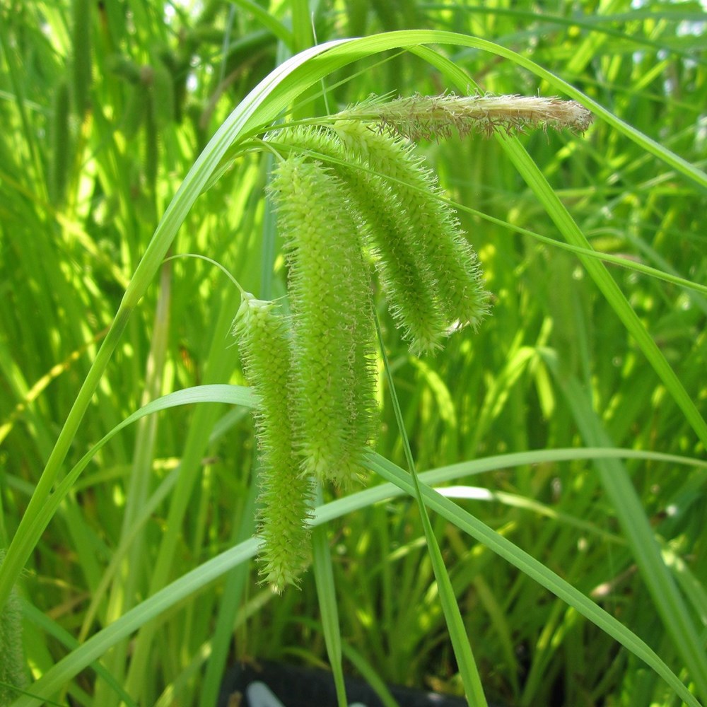 Carex Pseudocyperus | Cyperus Sedge