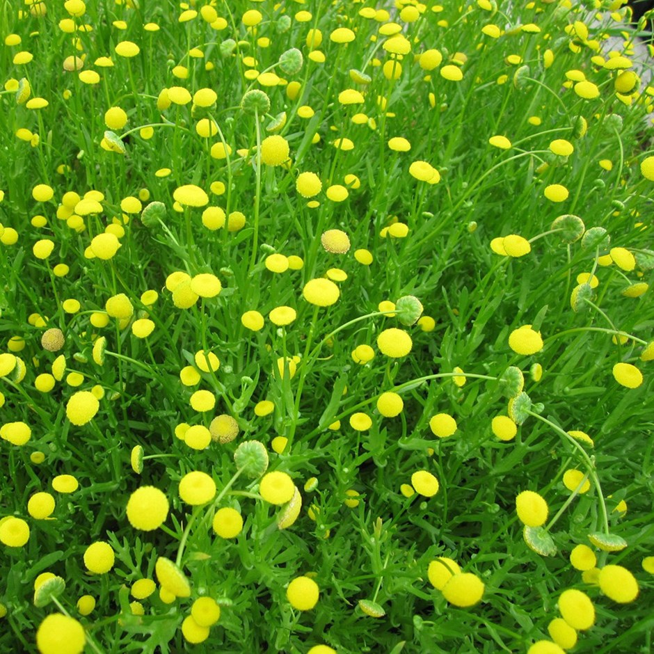 Cotula Coronopifolia | Brass Buttons