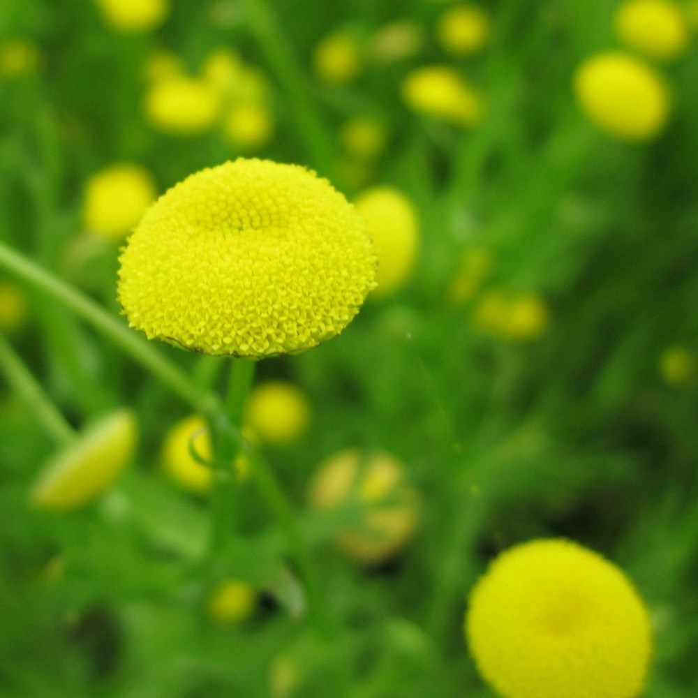 Cotula Coronopifolia | Brass Buttons