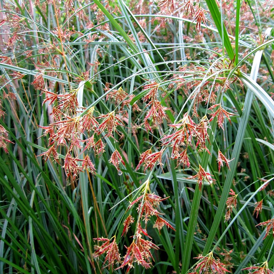 Cyperus Longus | Sweet Galingale