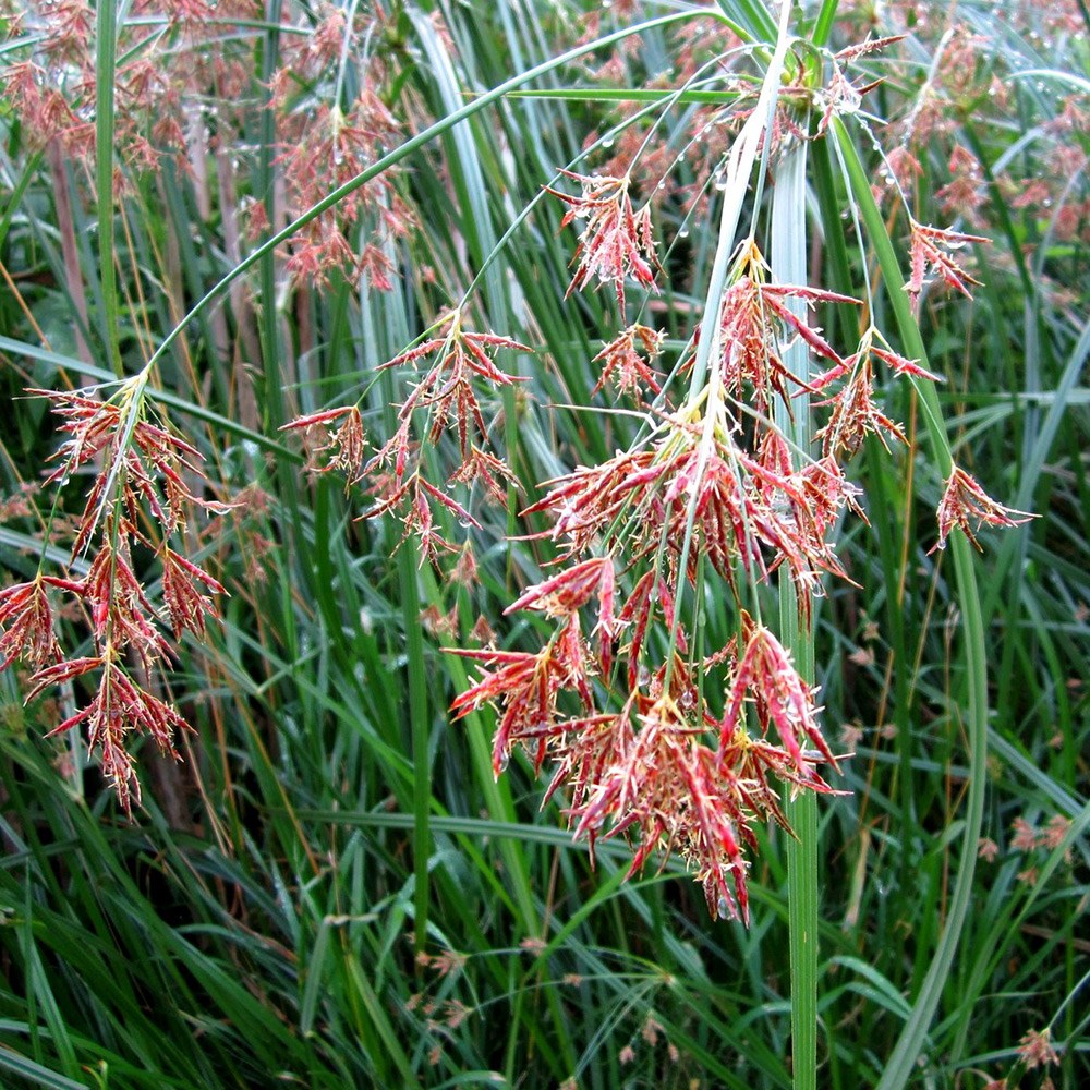 Cyperus Longus | Sweet Galingale