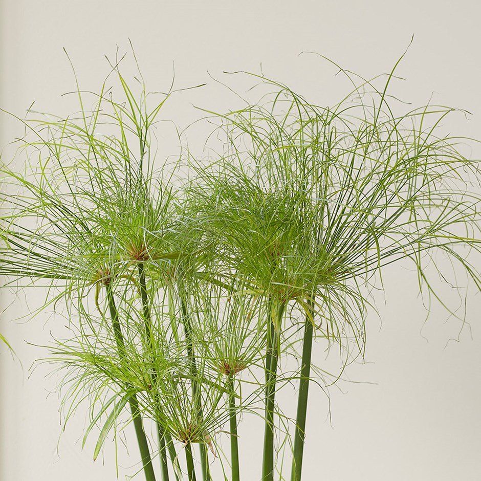 Cyperus Papyrus | Egyptian Paper Rush