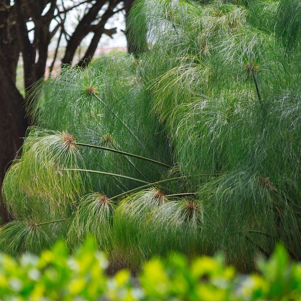 Cyperus Papyrus | Egyptian Paper Rush