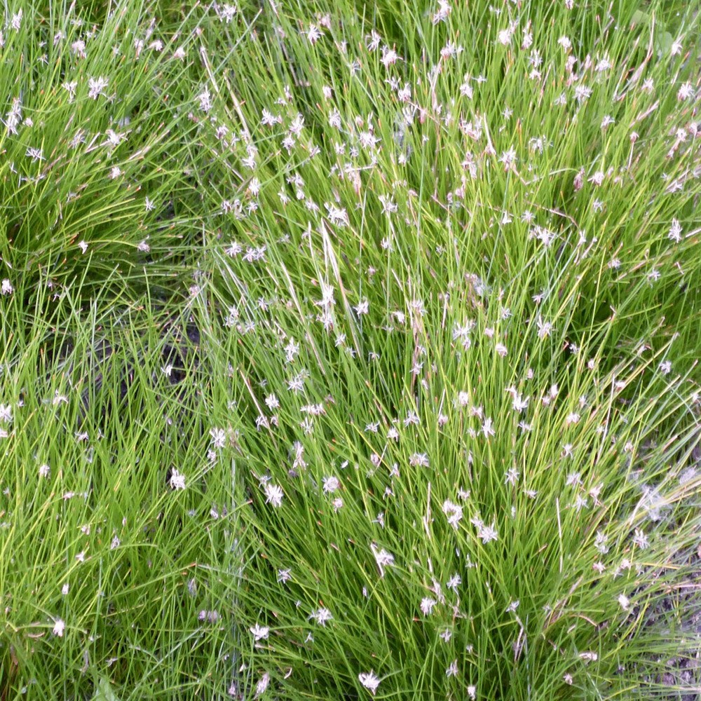 Eleocharis Acicularis | Hair Grass