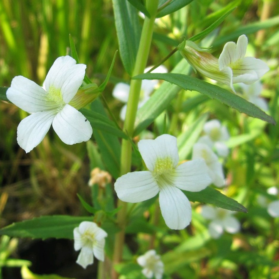 Gratiola Officinalis | Gratiole