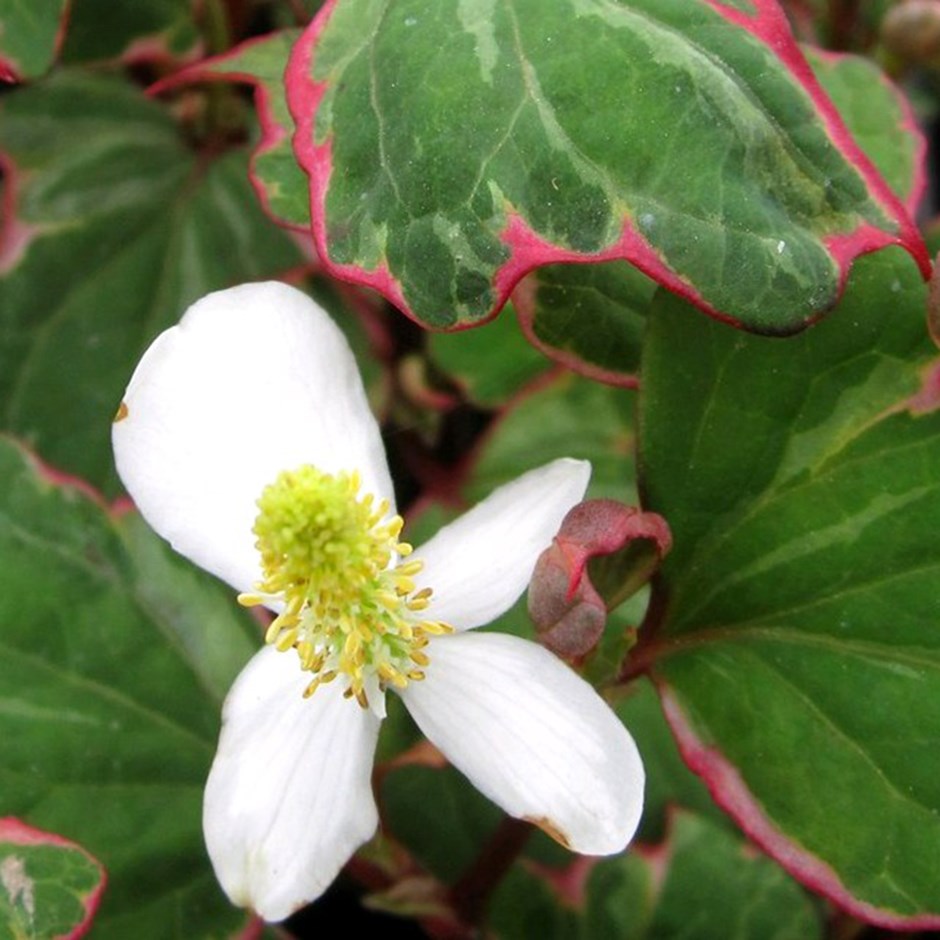 Houttuynia Cordata Boo-Boo | Heart-Leaved Houttuynia