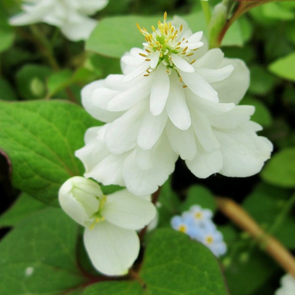 Houttuynia Cordata Flore Pleno | Heart-Leaved Houttuynia